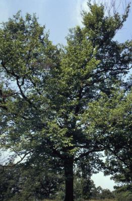 Ostrya virginiana (ironwood)