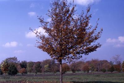 Ostrya virginiana (ironwood)