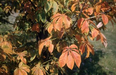 Aesculus flava Sol. (yellow buckeye), branches with leaves