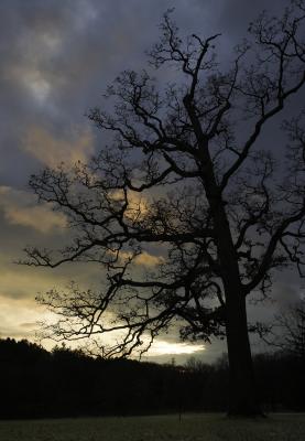 Millennium Oak Silhouette at sunset
