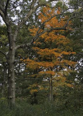 Colorful maple and oak tree