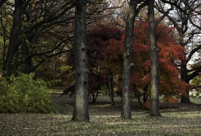 Japanese Maples in Fall Color