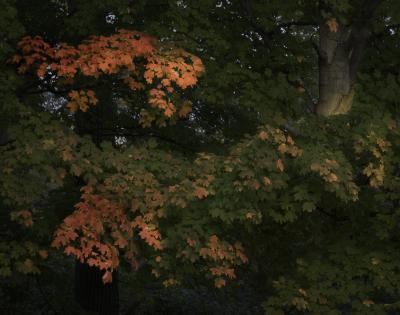Red maple leaves in last sunlight