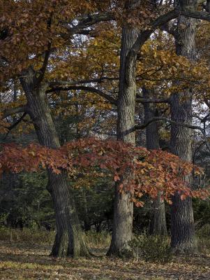 Red and brown foliage on a group of mighty oaks