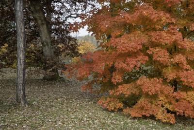 Brilliant Orange-Red Maple Foliage