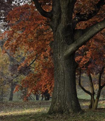 Japanese Maple in red fall color, behind large oak tree