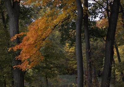Brilliant maple color on Sterling Pond