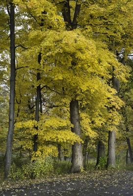 Perfect yellow maple foliage