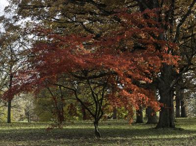 Japanese Maple next to several large oak trees