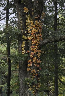 Colorful Virginia Creeper Growing on an Oak Tree