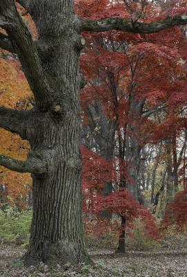 Large oak tree and colorful Japanese Maples