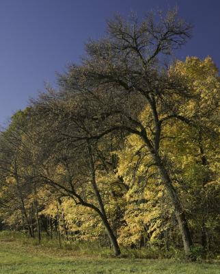 Yellow Maples and Blue Sky