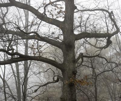 Oak Tree in Fog