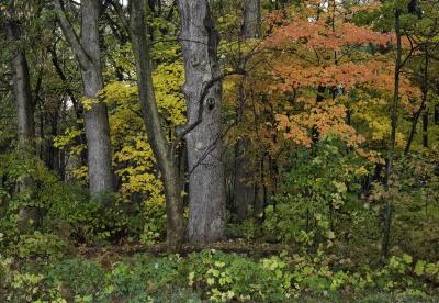 Colorful Maples on Edge of Woods