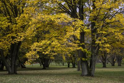 Yellow Fall Color in the Elm Collection