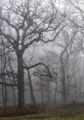 Oak Tree and Fog