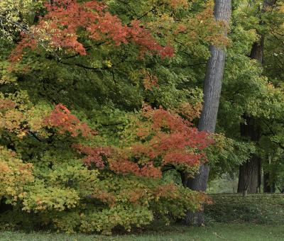 Maples in Early Fall Color