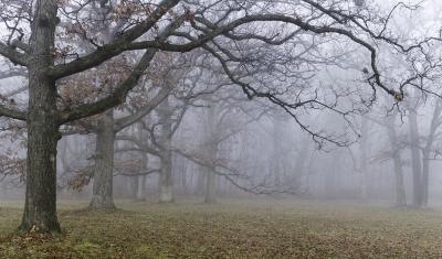 Oak Trees in Fog