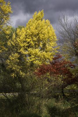 Gingko and Japanese maple against threatening sky