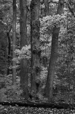 Group of Trees in Black and Gray 