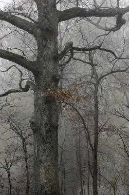 Oak tree in Fog