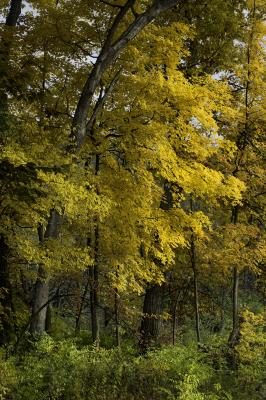 Brilliant Yellow Maples in Fall Color 