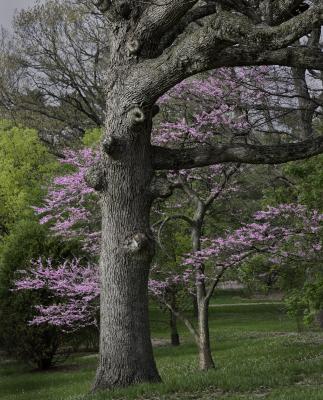 Oak Trunk and Redbud in the Spring