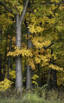Bright Yellow Maple in Fall Color