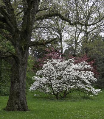 Pink and White Dogwoods