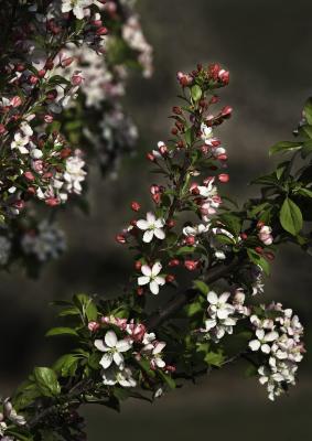 Malus Mill. (crabapple), flowers and buds on branches
