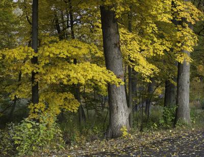 Bright Yellow Maple in Fall Color
