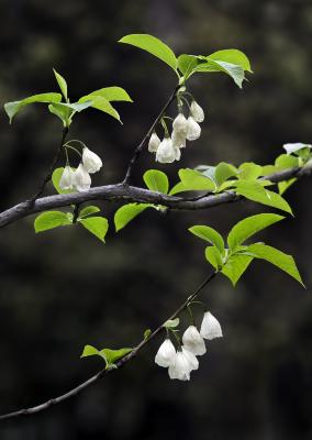 Halesia Ellis ex L. (silverbell), flowers and leaves on branches