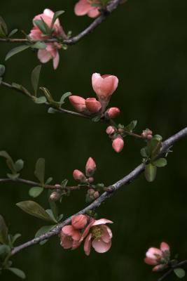 Chaenomeles Lindl. (flowering quince), branch with flowers and buds