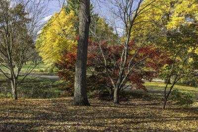 Red Japanese Maple and Yellow Gingko