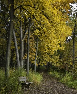 Bright Yellow Maple by a Trail and Bench