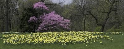 Panorama of Redbuds and Daffodils