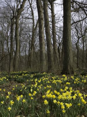 Daffodils Among Oak Trunks