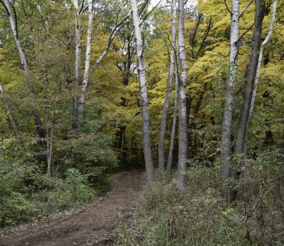 White Poplars on the Trail