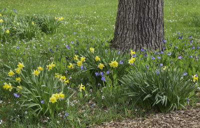 Daffodils and Virginia Bluebells