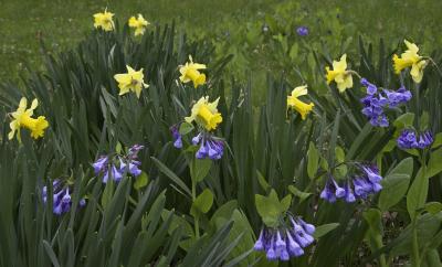 Daffodil & Bluebell, Flowers and Leaves