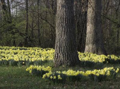 Daffodils in morning light