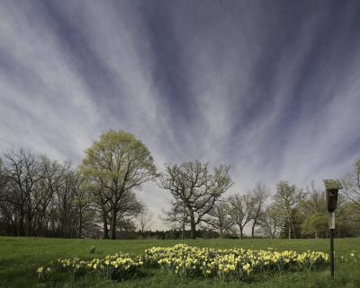 Daffodils Against Dramatic Sky