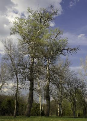 Full White Poplars Against Blue Sky