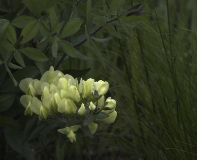 Baptisia bracteata (long-bracted wild indigo), flowers