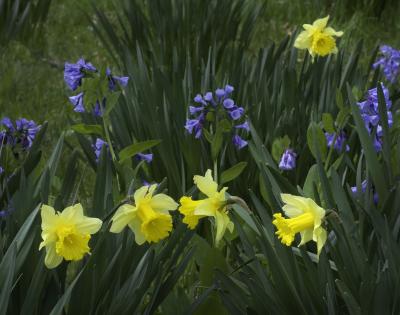 Daffodil & Bluebell Flowers