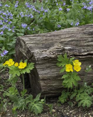 Celandine Poppies and Bluebells around a Log