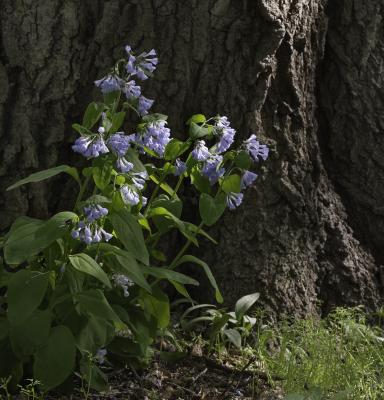 Mertensia virginica (L.) Pers. ex Link (Virginia bluebells), habit