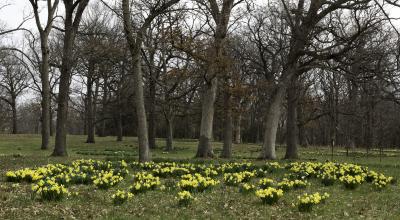 Daffodil Glade