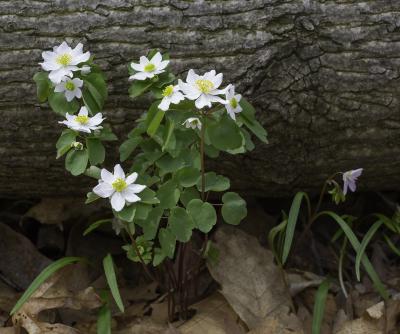 Rue Anemone in front of Log