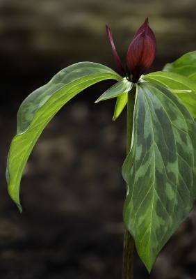 Trillium recurvatum Beck (red trillium), close-up of leaves and flowers